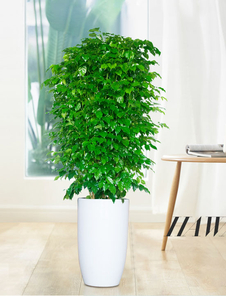 深挖杭州湾花木出租哪家好，这几家绝对不容错过！