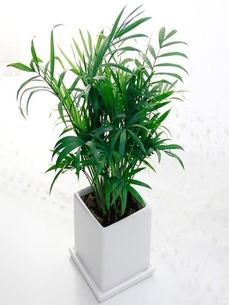 海曙植物租摆设计