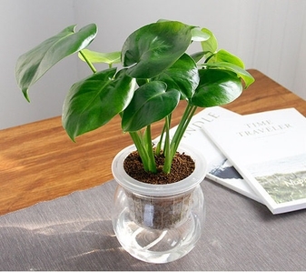 宁波花木租赁服务好